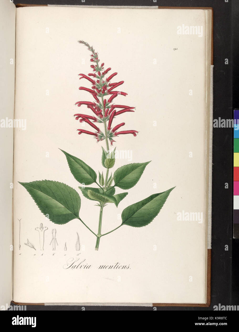 Icones Plantarum Brasiliae et descriptiones hactenus ineditae (Platte 193) (7083766733) Stockfoto