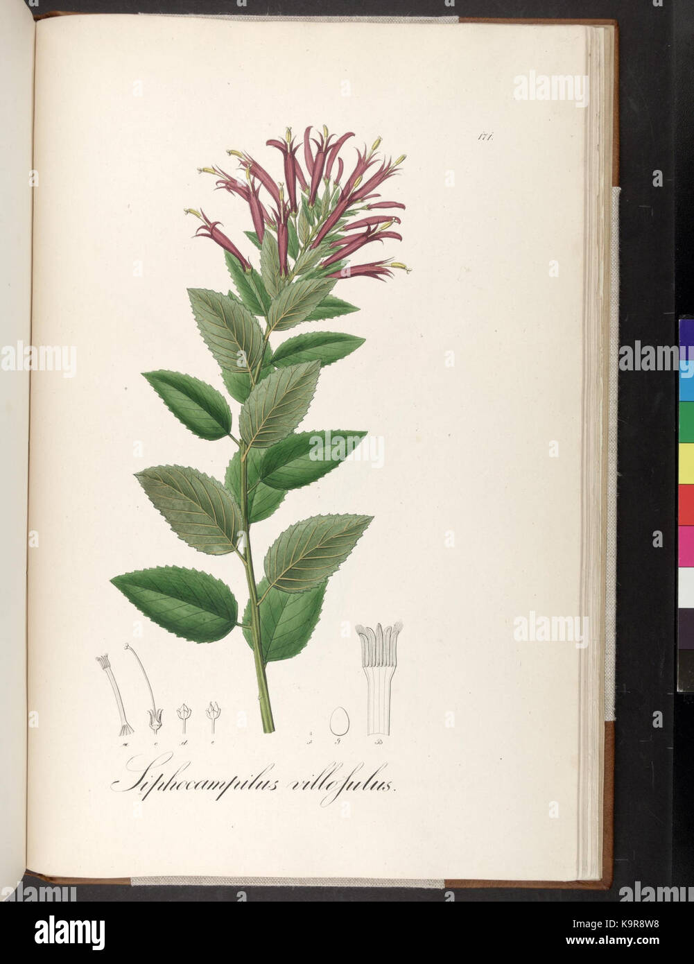 Icones Plantarum Brasiliae et descriptiones hactenus ineditae (Platte 171) (7083751209) Stockfoto