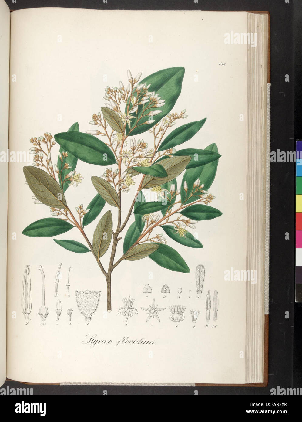 Dieses Bild, Platte 134 aus „Plantarum Brasiliae icones et descriptiones hactenus ineditae“, zeigt eine Illustration brasilianischer Pflanzen, ein wichtiges botanisches Werk, das bisher unveröffentlichte Arten der Flora der Region hervorhebt. Stockfoto