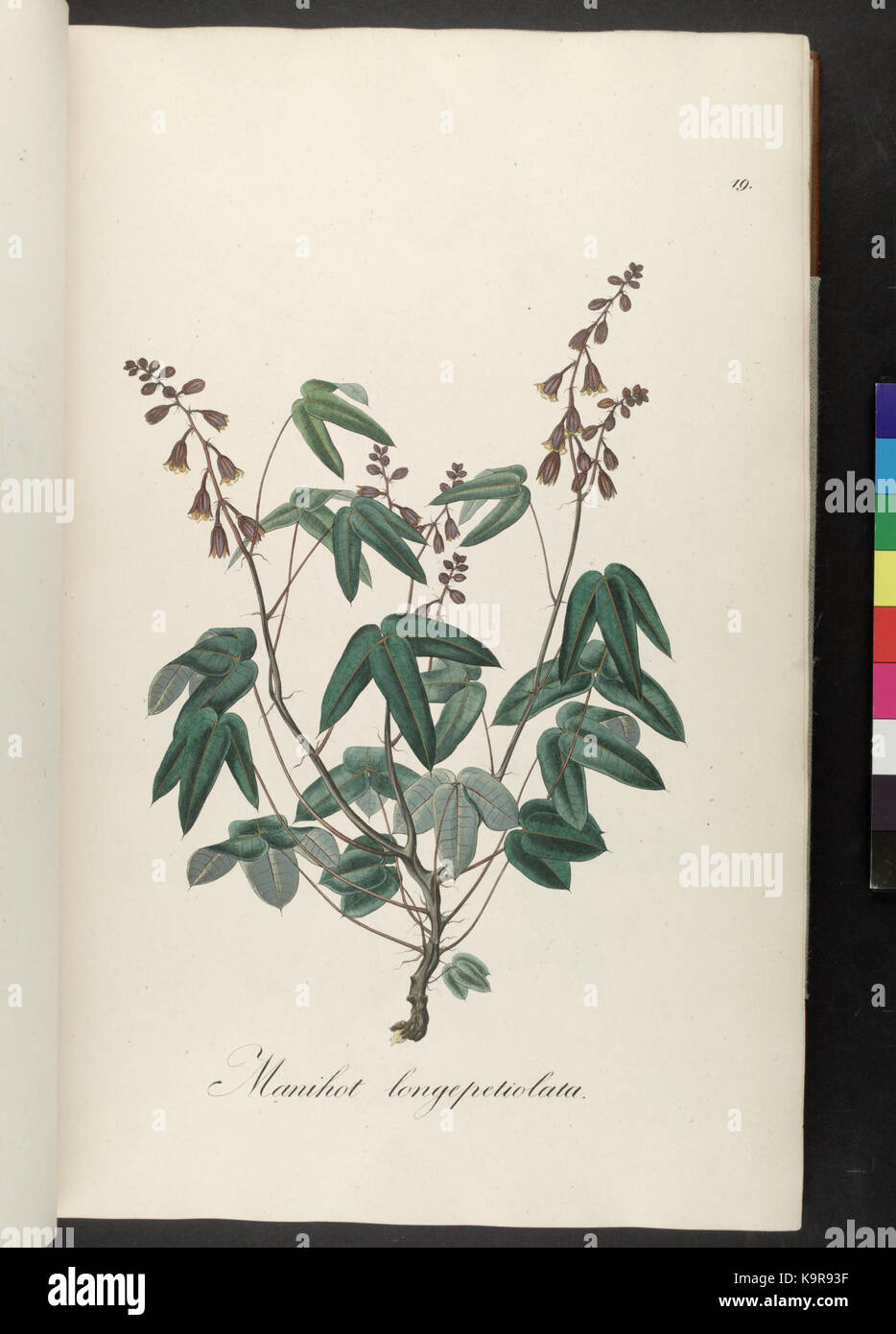 Dieses Bild ist eine Platte aus dem *Plantarum Brasiliae*, einem botanischen Werk mit bisher unveröffentlichten Pflanzenarten aus Brasilien, das eine detaillierte Darstellung der einheimischen Flora bietet. Stockfoto