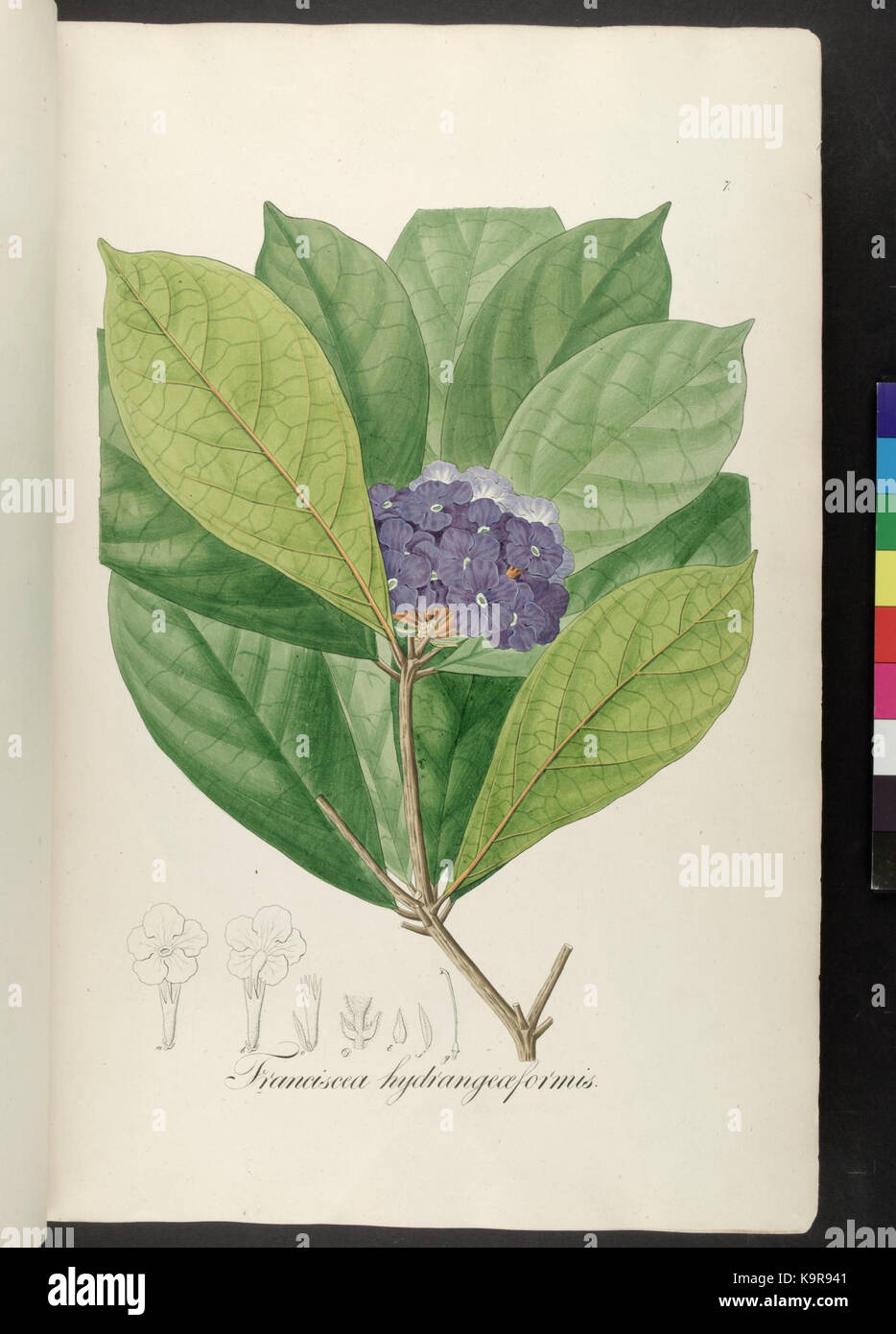 Icones Plantarum Brasiliae et descriptiones hactenus ineditae (Blatt 7) (6937562732) Stockfoto