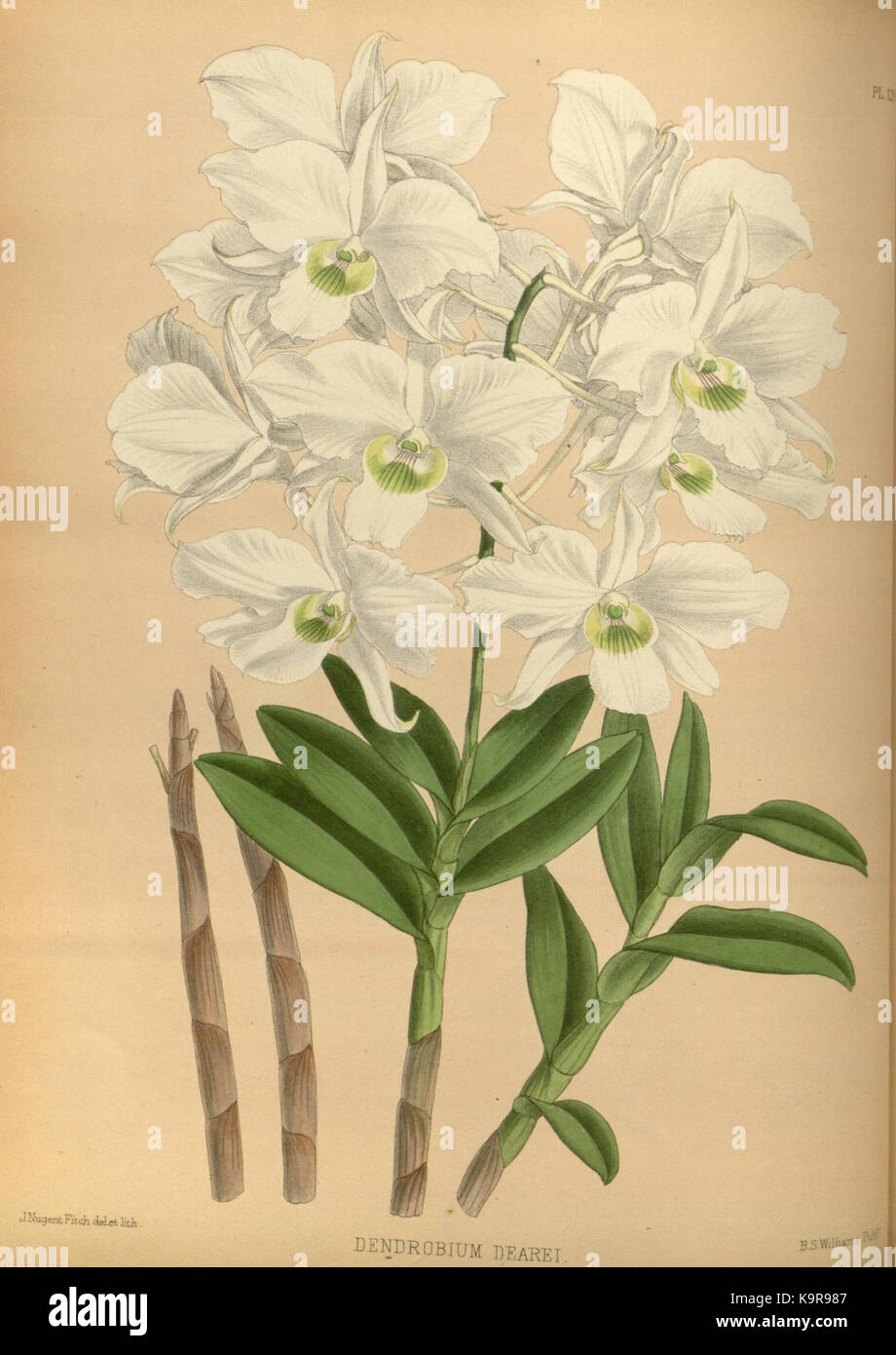 R. Warner & B.Sc. Williams die Orchid Album Band 03 Platte 120 (1884) Stockfoto