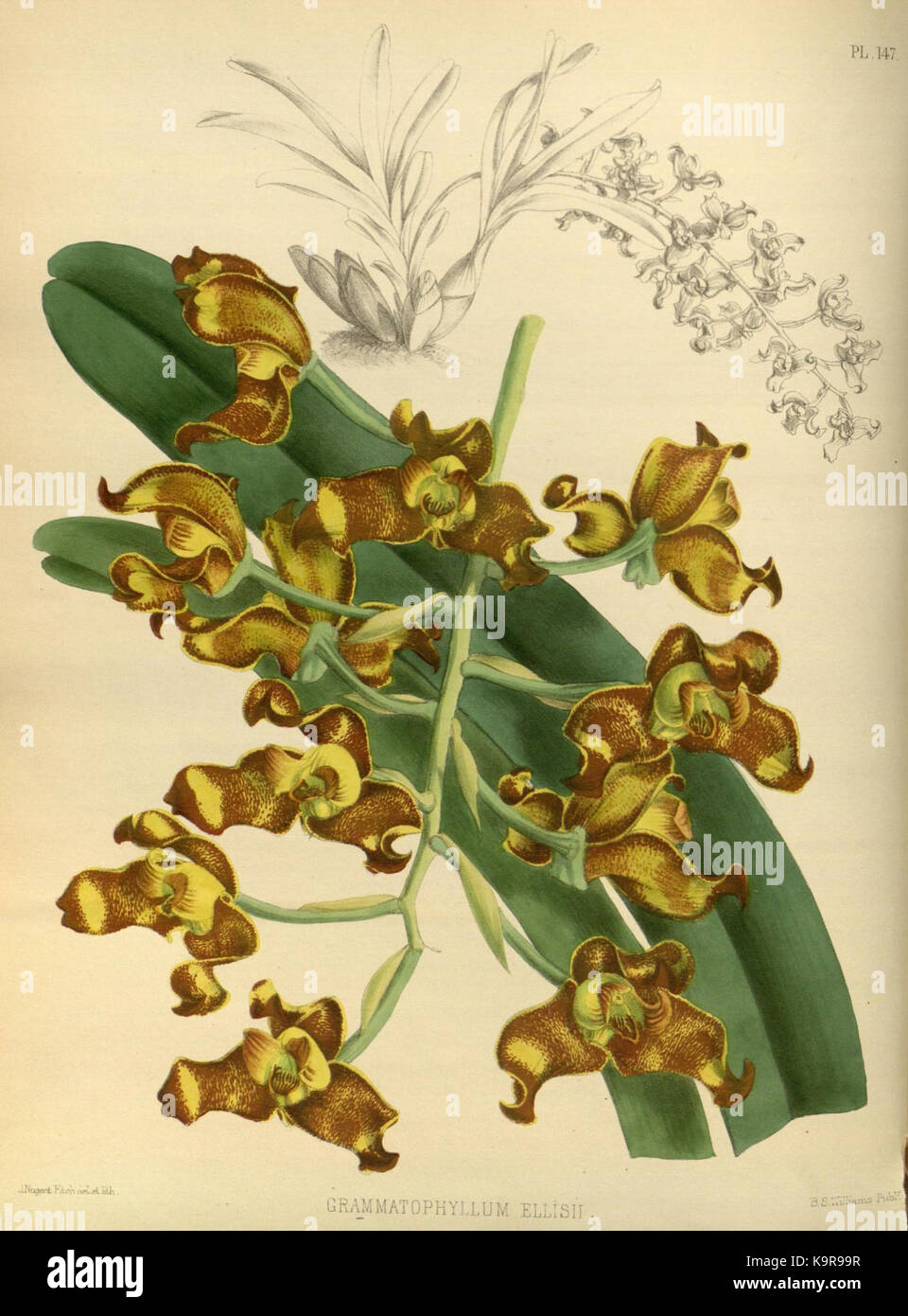 R. Warner & B.Sc. Williams die Orchid Album Band 04 Platte 147 (1885) Stockfoto