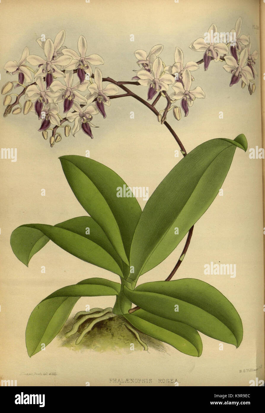 R. Warner & B.Sc. Williams die Orchid Album Band 06 Platte 268 (1887) Stockfoto