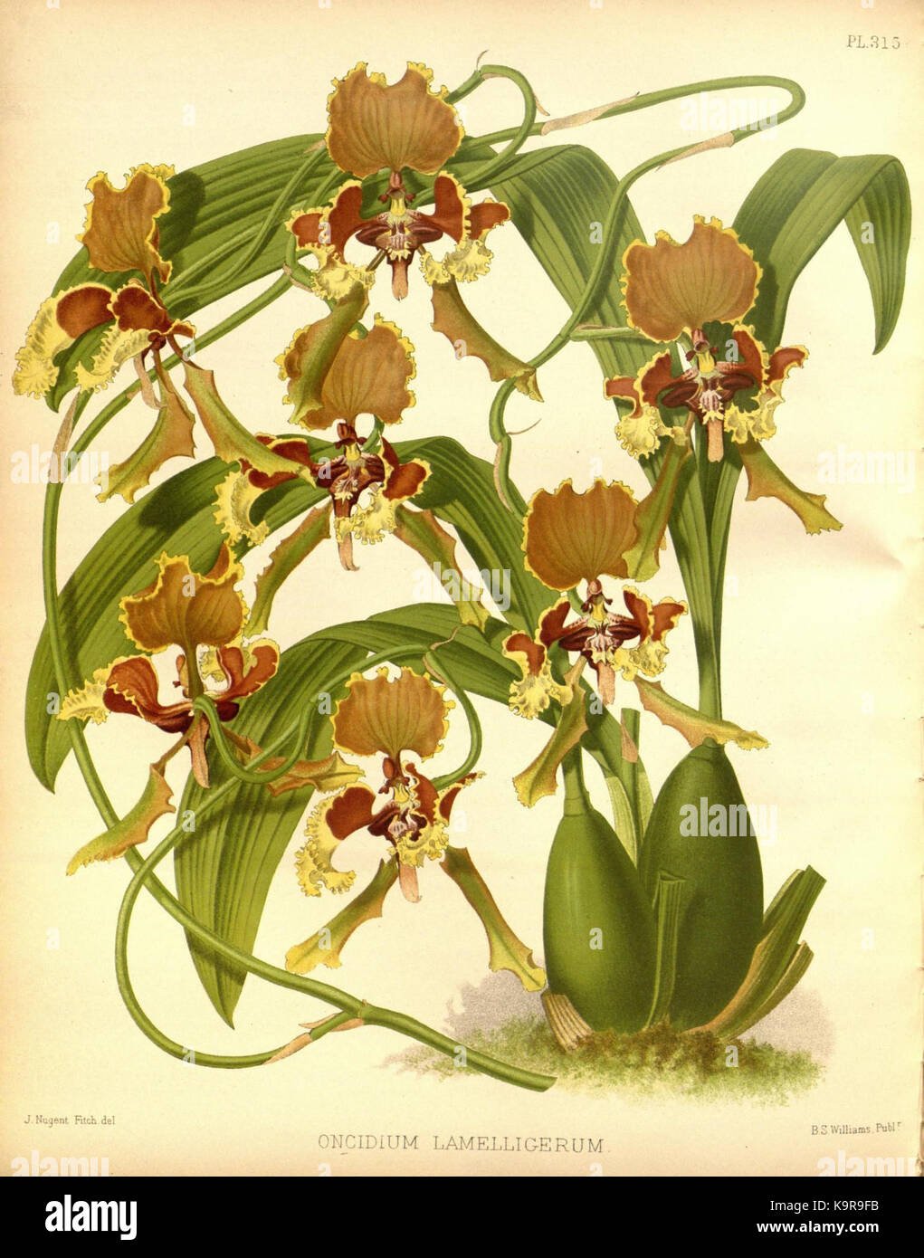 R. Warner & B.Sc. Williams die Orchid Album Band 07 Platte 315 (1888) Stockfoto