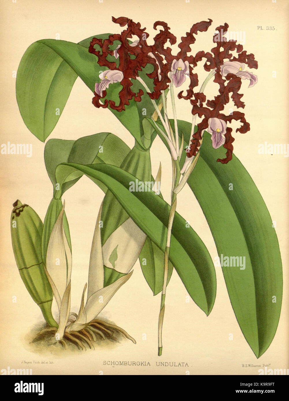 R. Warner & B.Sc. Williams die Orchid Album Band 07 Platte 335 (1888) Stockfoto