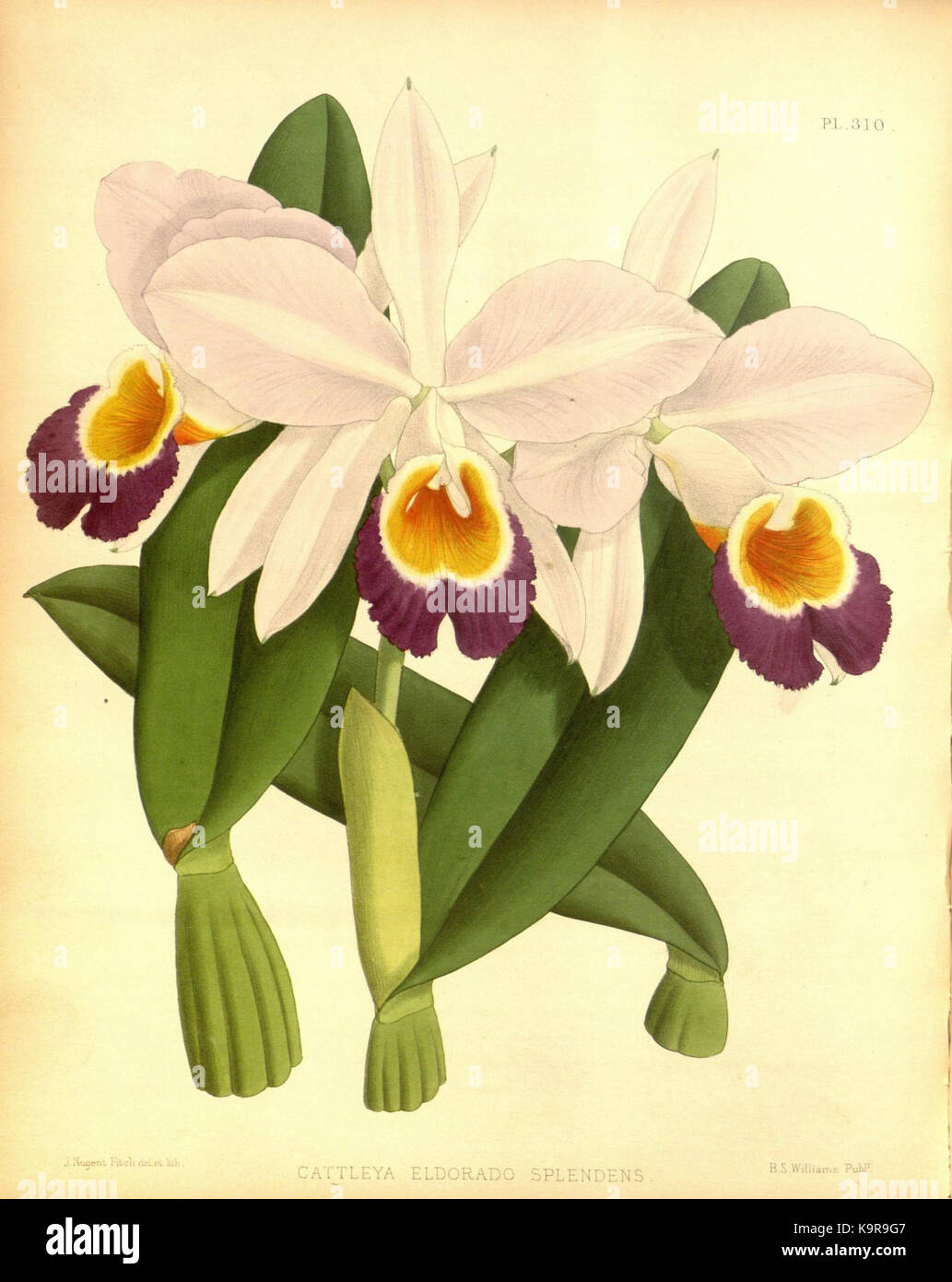 Das Orchid Album, Band 07, Plate 310 von R. Warner & B.S. Williams, enthält detaillierte botanische Illustrationen von Orchideen, die ihre Schönheit und wissenschaftliche Klassifizierung präsentieren. Stockfoto