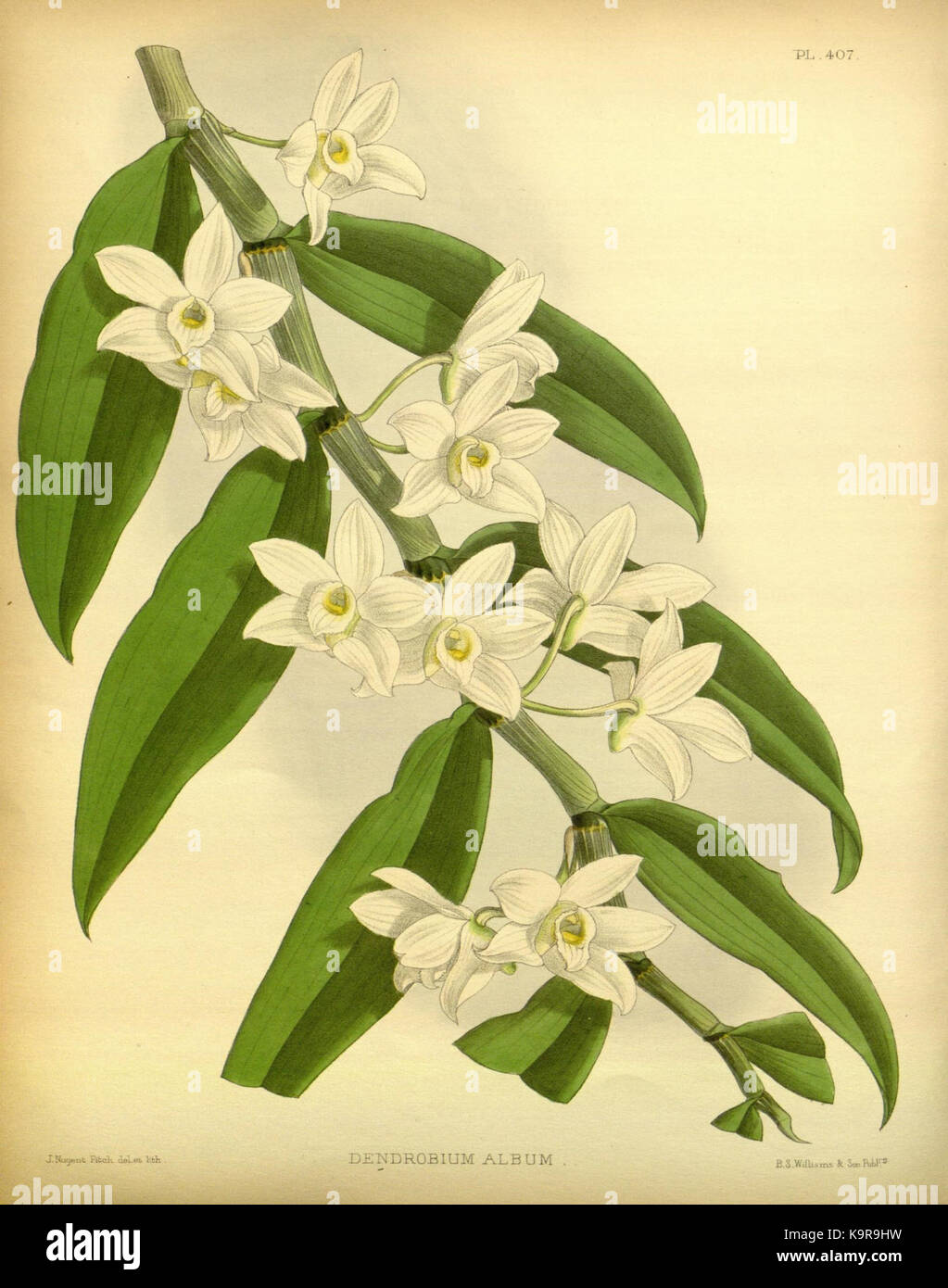 Diese Illustration aus dem 1891 von R. Warner und B.S. Williams veröffentlichten Album The Orchid zeigt eine komplizierte Darstellung einer Orchideenart. Das Orchid-Album war ein bedeutendes Werk, das verschiedene Orchideensorten dokumentierte und für seine detaillierte botanische Kunst gefeiert wurde. Stockfoto