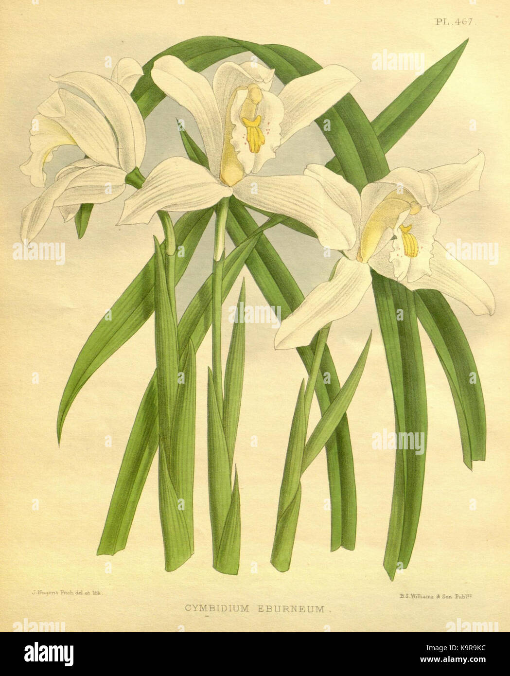 Diese Illustration aus „The Orchid Album“, erstellt von R. Warner und B.S. Williams, zeigt eine Orchideenart aus der Familie der Orchidaceae. Die Zeichnung ist Teil einer botanischen Publikation aus dem Jahr 1893, in der Pflanzenwelt und Gartenkunst vorgestellt werden. Stockfoto