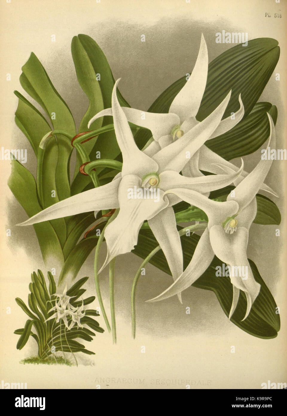 R. Warner & B.Sc. Williams die Orchid Album Band 11 Platte 518 (1897) Stockfoto