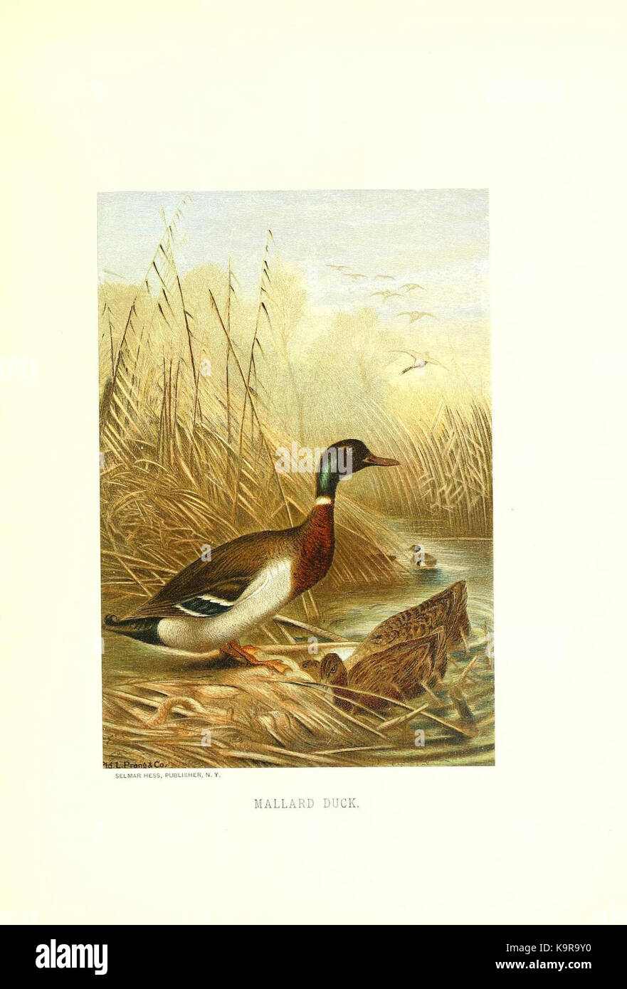 Unsere lebendigen Welt (PL. 37) (8970031100) Stockfoto