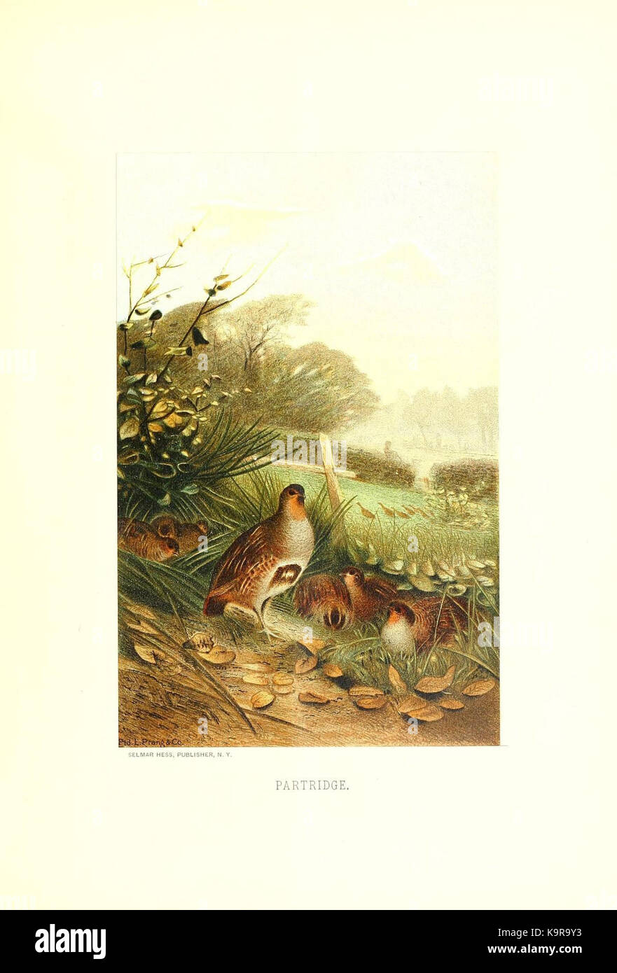 Unsere lebendigen Welt (PL. 34) (8968835329) Stockfoto