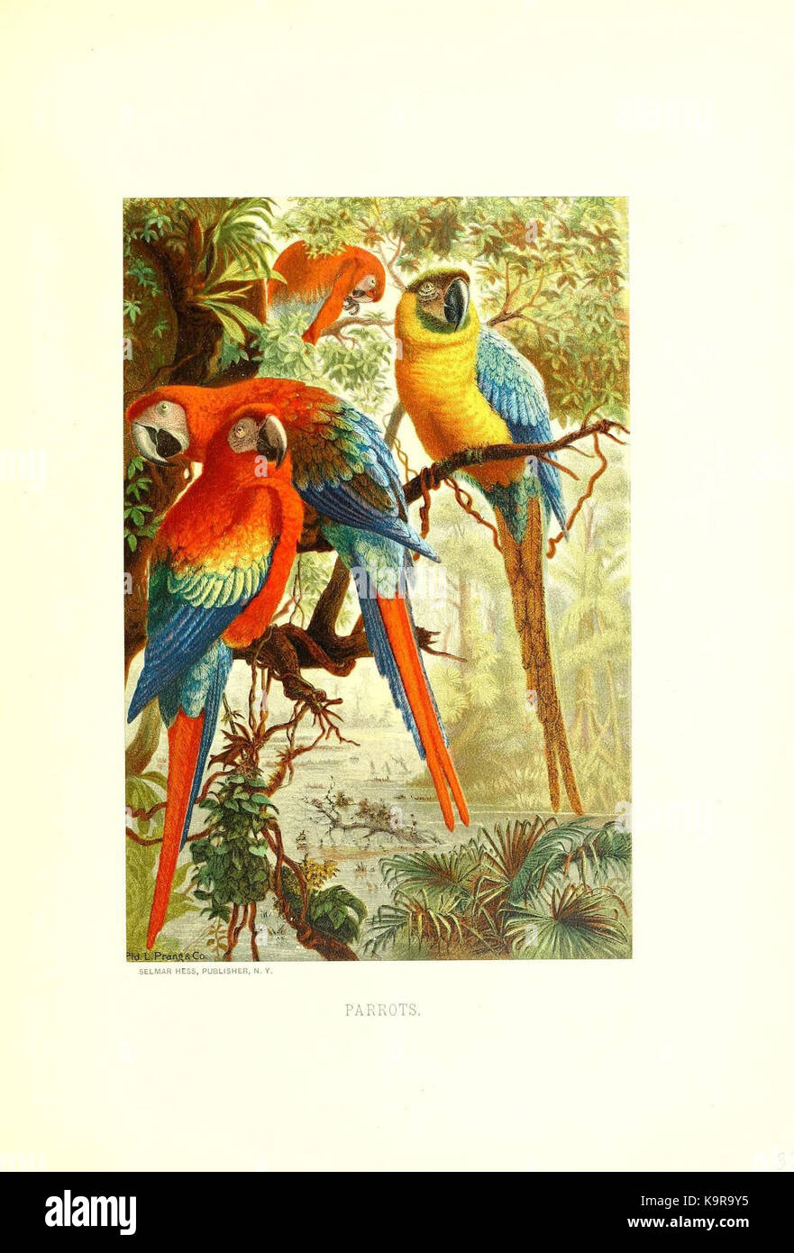 Unsere lebendigen Welt (PL. 31) (8970022930) Stockfoto