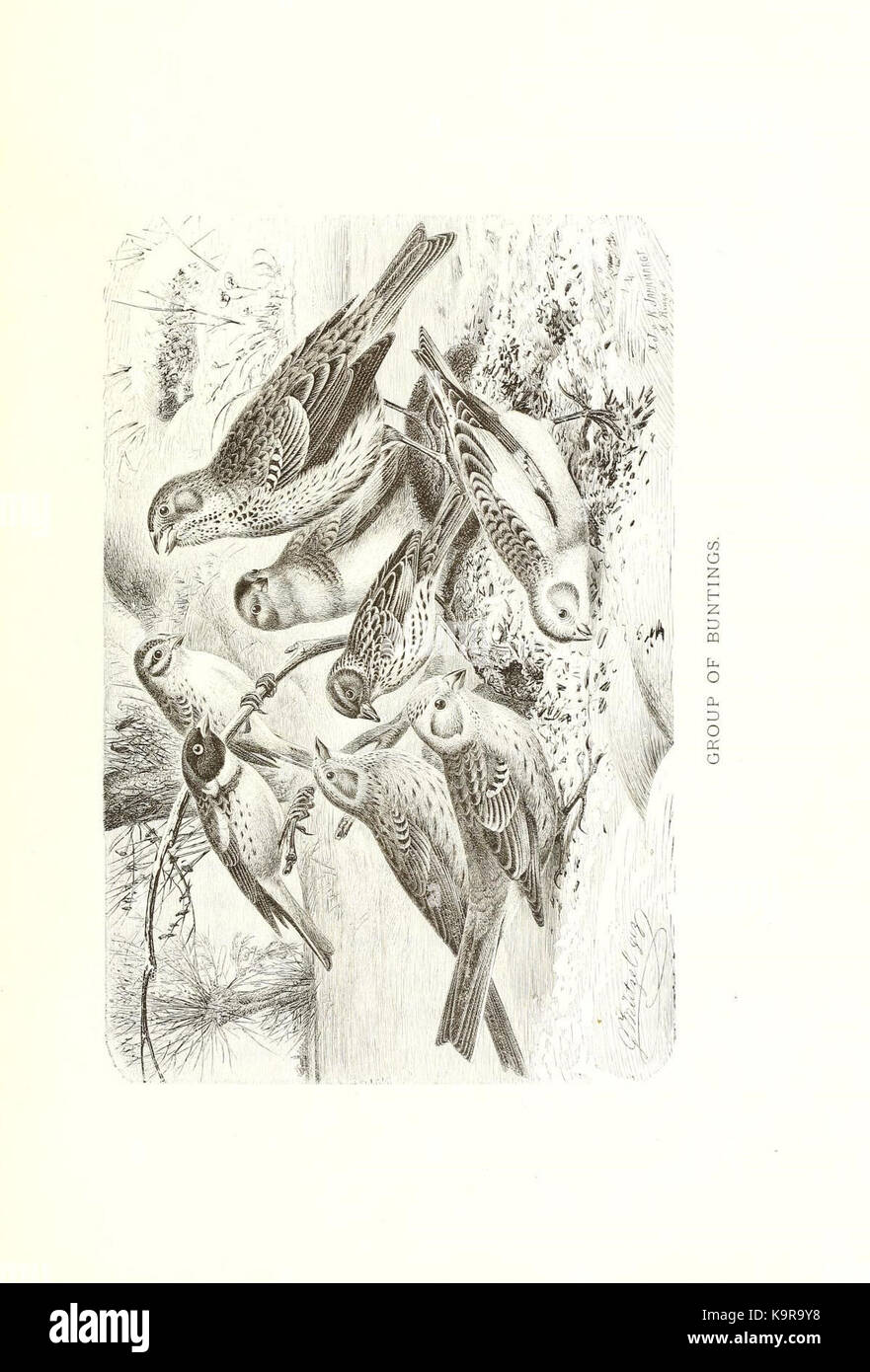 *Our Living World* (Plate 29) ist ein Werk, das wahrscheinlich Aspekte von Leben und Natur erforscht und möglicherweise die Verflechtungen von Ökosystemen oder Lebensformen in verschiedenen Umgebungen zeigt. Stockfoto