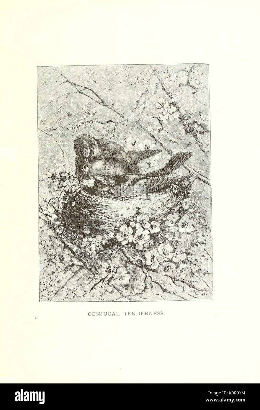 Diese Platte aus „Our Living World“ bietet eine visuelle Darstellung verschiedener Aspekte des Lebens, wobei der Schwerpunkt möglicherweise auf Tieren, Pflanzen oder natürlichen Umgebungen im Rahmen einer Bildungs- oder wissenschaftlichen Serie liegt. Stockfoto