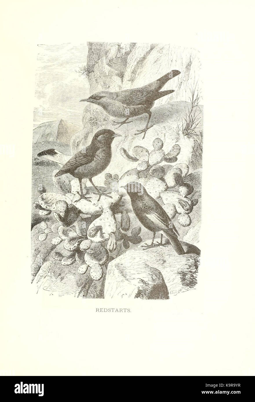 Unsere lebendigen Welt (PL. 15) (8968806951) Stockfoto