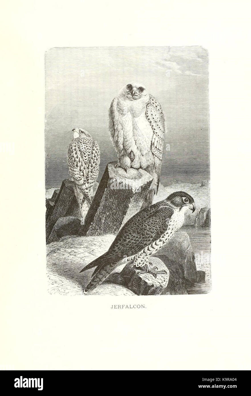 Unsere lebendigen Welt (PL. 7) (8968794943) Stockfoto