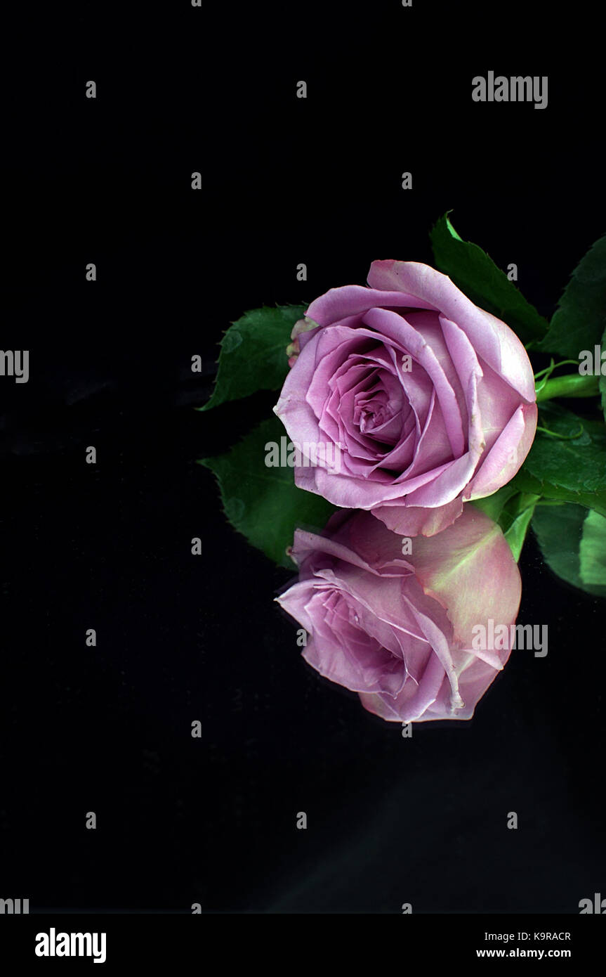 Pink, Lila Rose auf schwarzem Hintergrund hervorgehoben Stockfoto