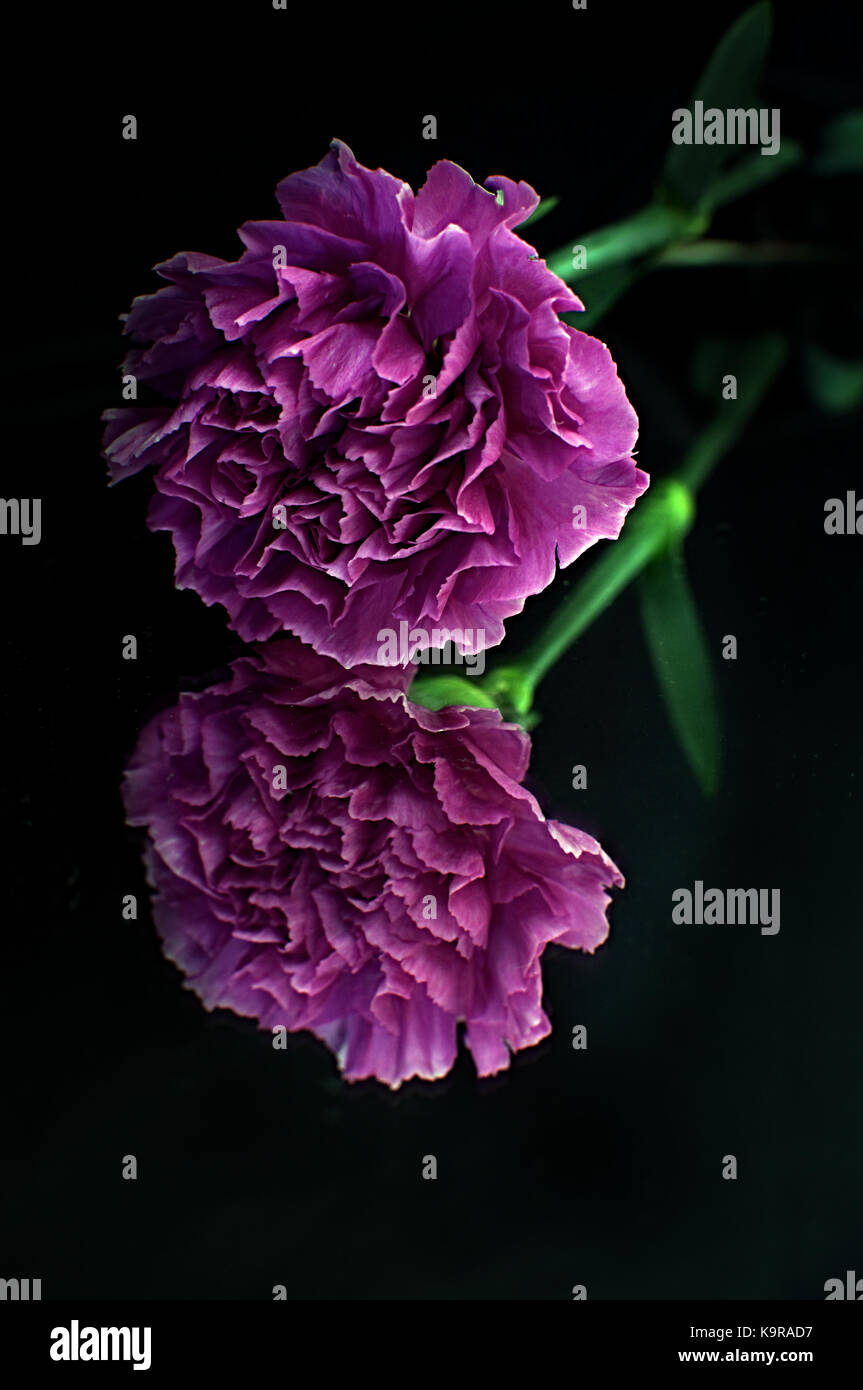 Rosa Nelke Blume vor einem schwarzen Hintergrund hervorgehoben Stockfoto
