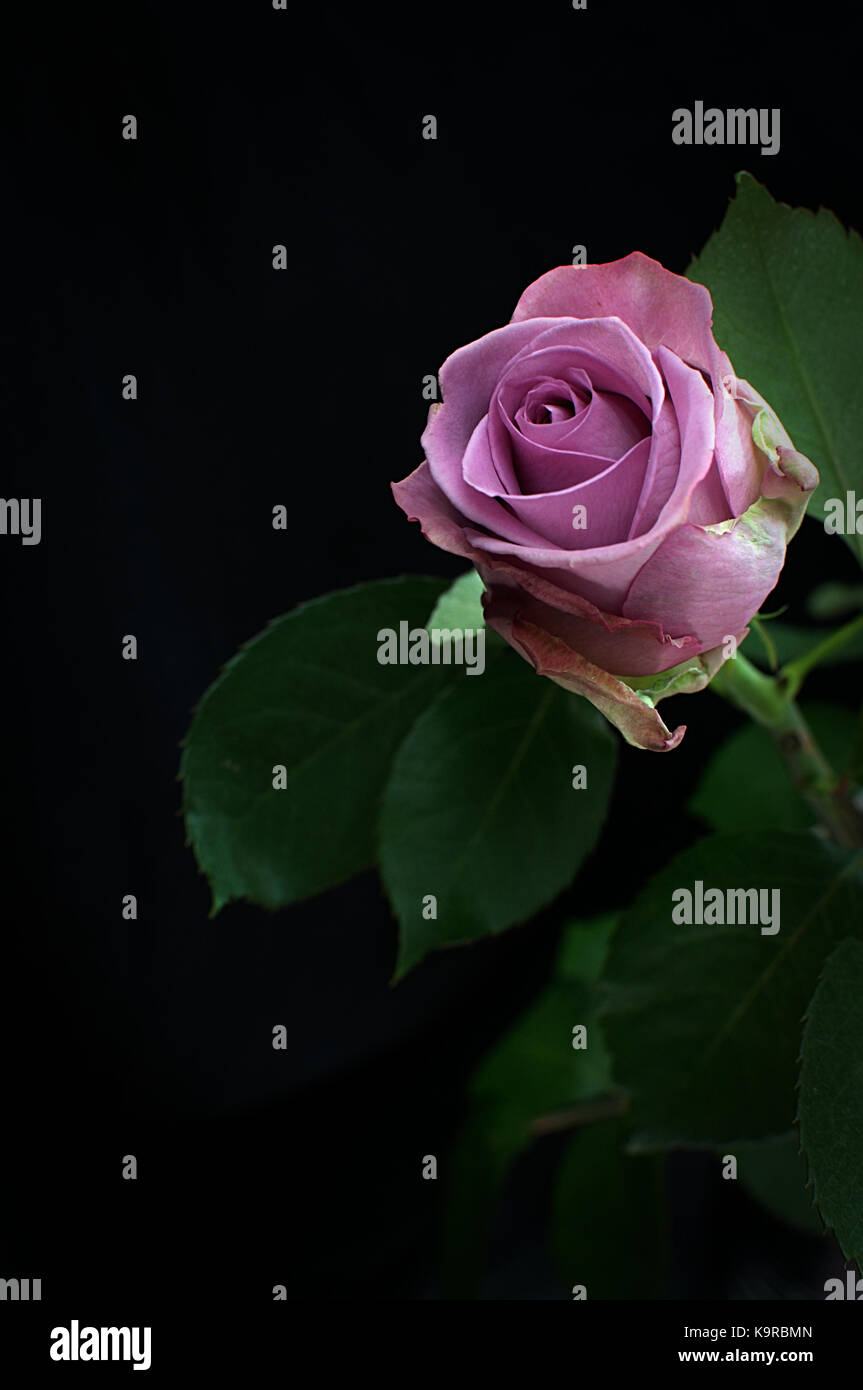 Pink, Lila Rose auf schwarzem Hintergrund hervorgehoben Stockfoto