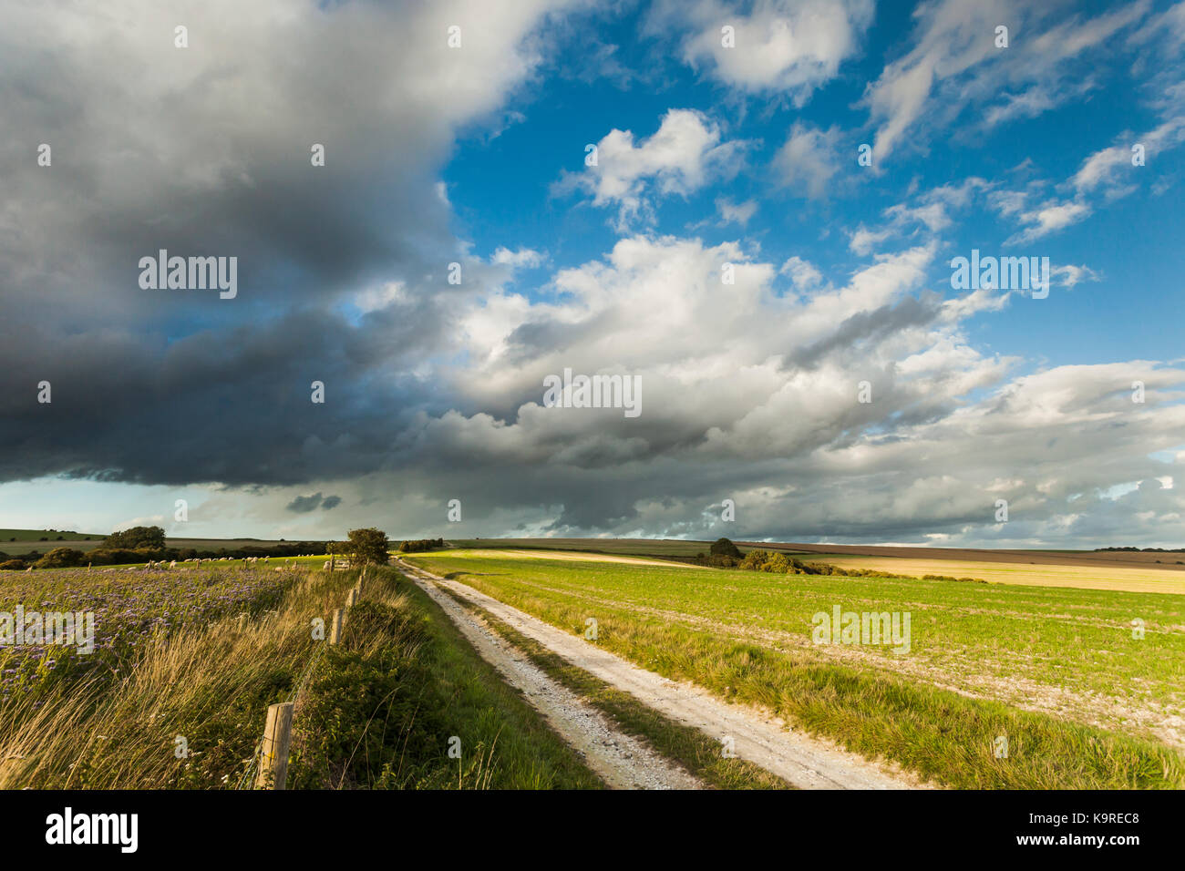 Wegweiser auf der South Downs Way in West Sussex, England. Stockfoto