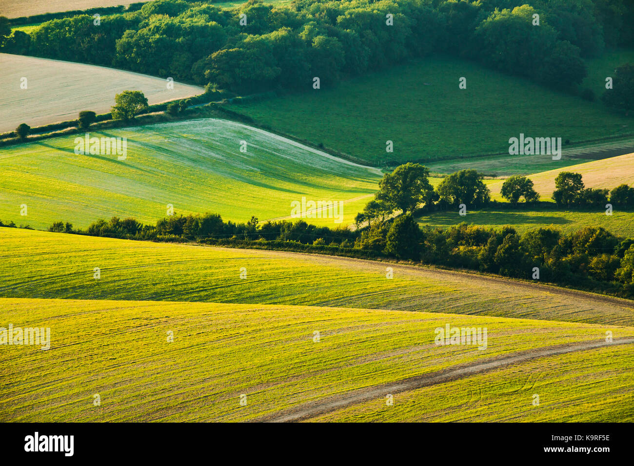 Am späten Nachmittag auf der South Downs in East Sussex, England. Stockfoto