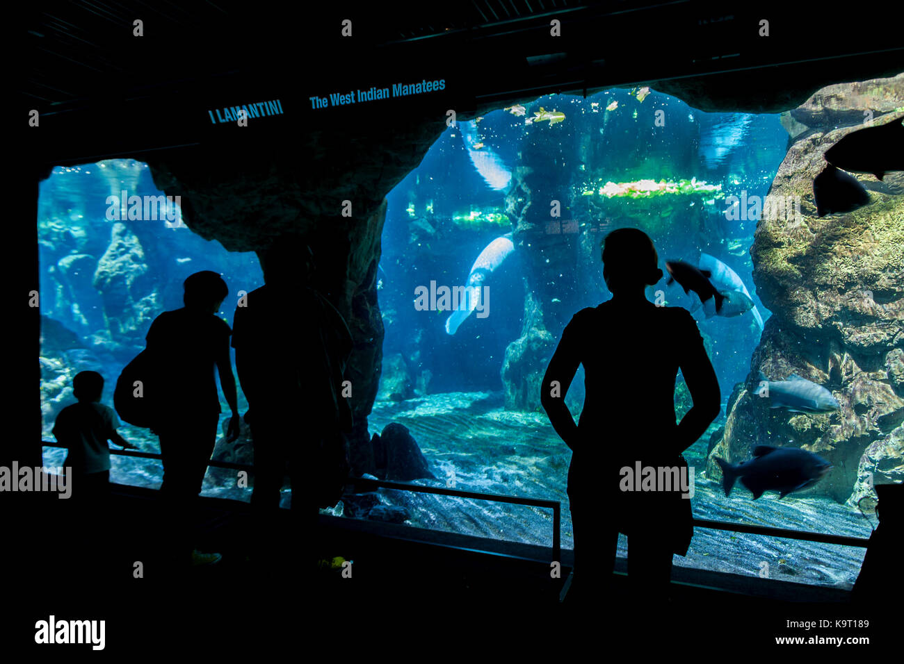 Nicht identifizierte Personen in Genua Aquarium. Das Aquarium von Genua ist das größte Aquarium in Italien und zu den größten in Europa. Stockfoto