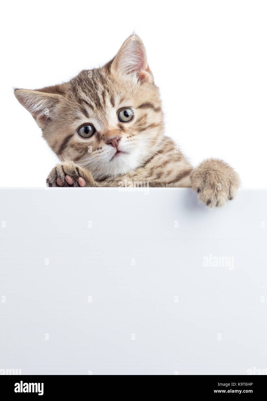 Hübsche Katze Kätzchen peeking aus eine leere Zeichen, auf weißem Hintergrund Stockfoto