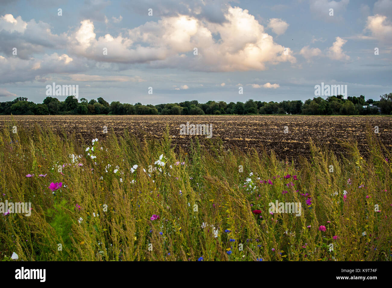 Wildflower ackerrandstreifen zwischen den Städten Eton und Eton Wick, Berkshire, England. Stockfoto