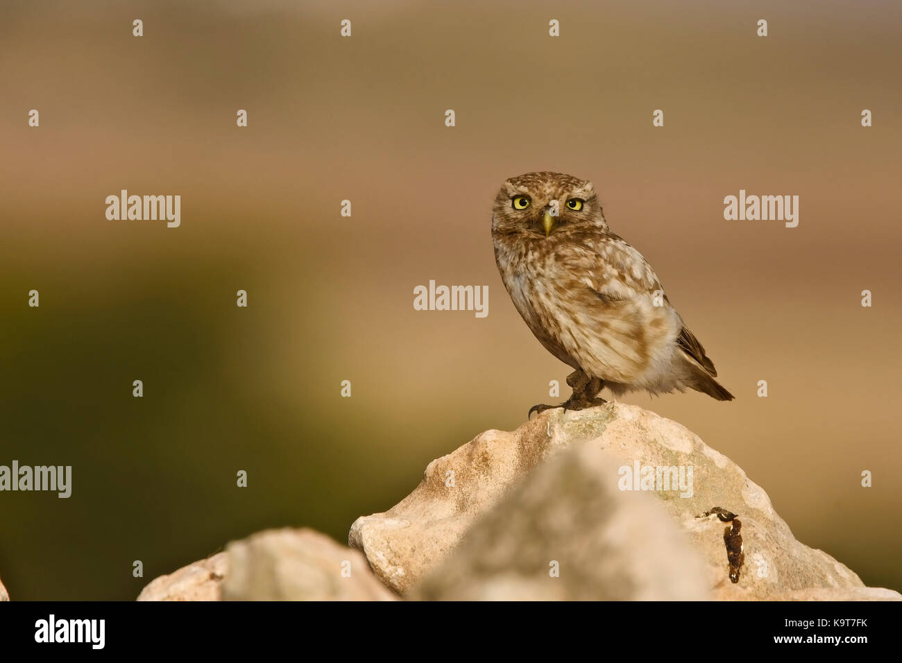 Steinkauz (Athene noctua) auf einem Felsen im Abendlicht, Marokko thront. Stockfoto
