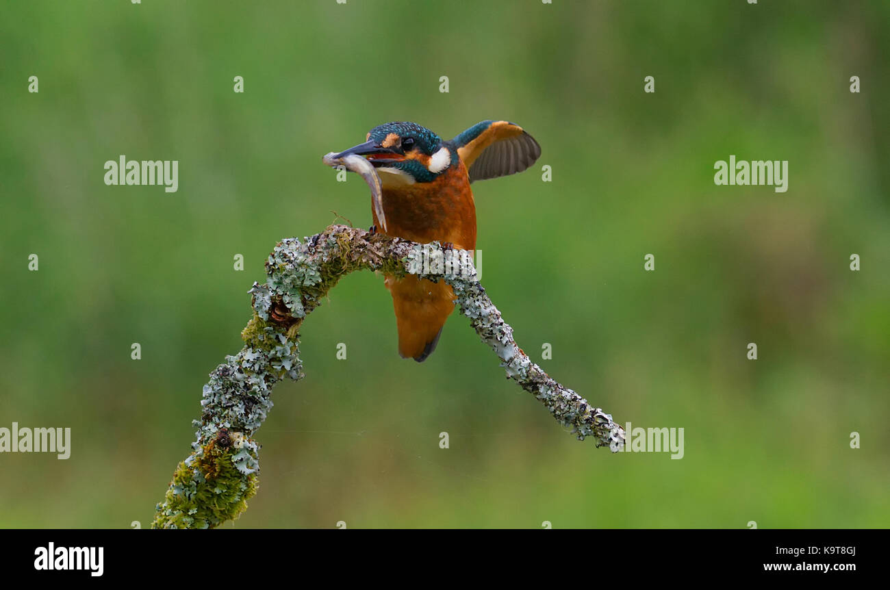 Eisvogel Stockfoto