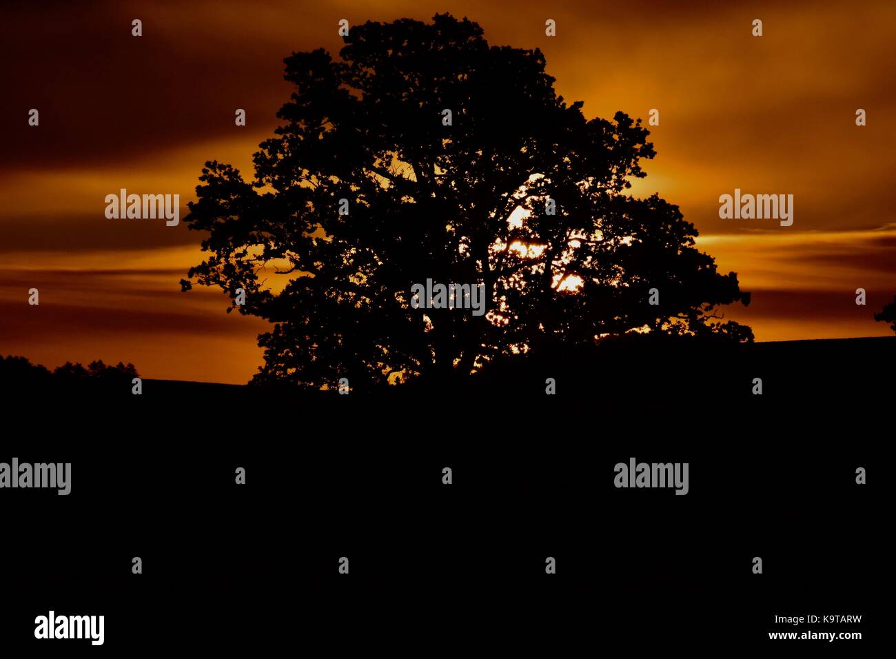 Sonnenaufgang über dem Glastonbury Mauren in Somerset UK mit low level Mist auf den Feldern und um die Bäume mit Sonnenstrahlen durch shinning. Stockfoto