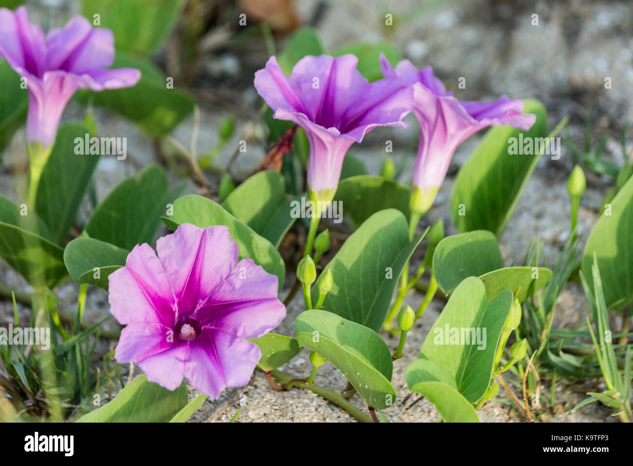 Der Ziege Fuß Kriechgang Morgen am Meer Stockfoto