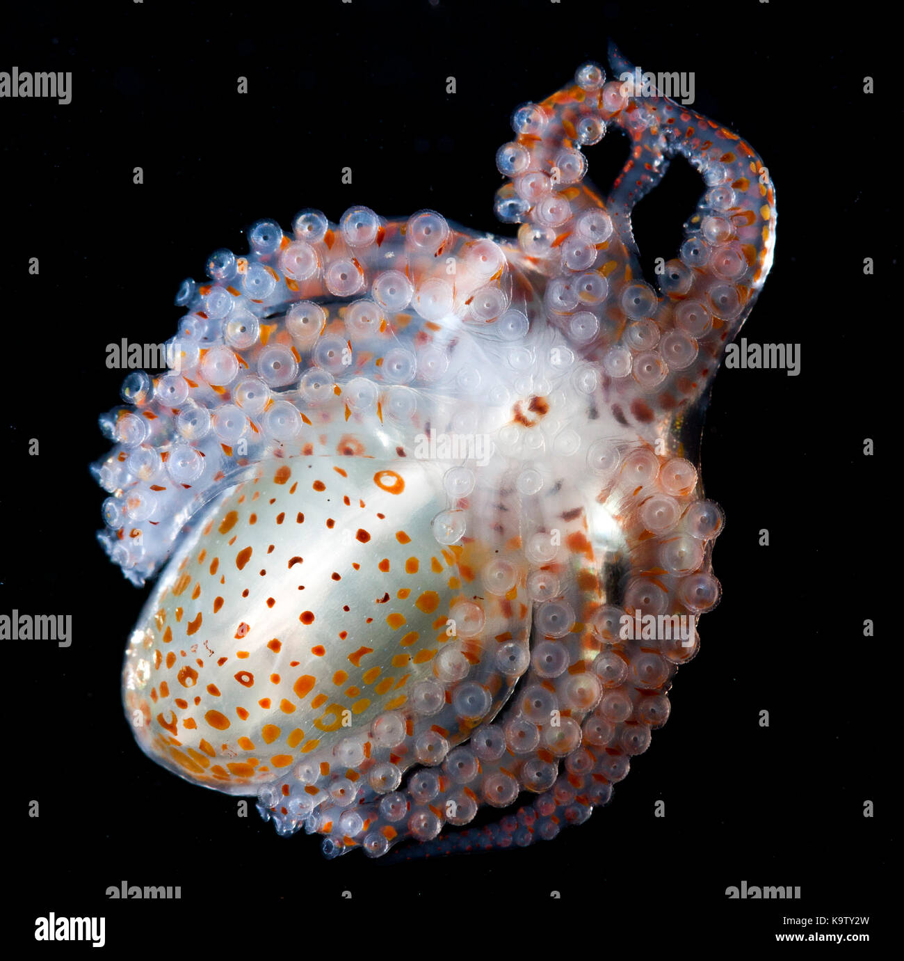 Die Entwicklung von Octopus paralarva häufig findet man auch Festhalten an driften Treibgut. Stockfoto