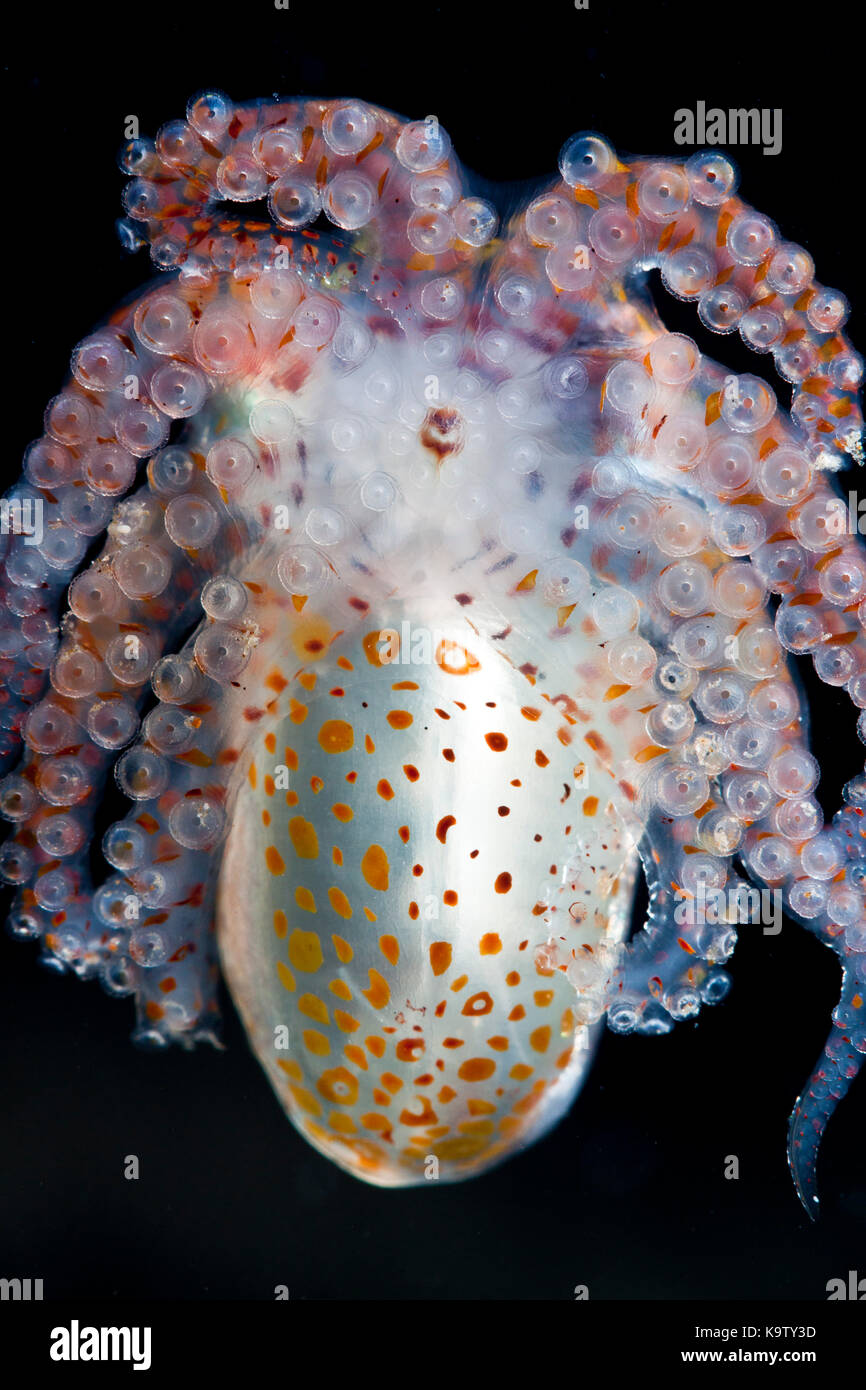 Octopus beak -Fotos und -Bildmaterial in hoher Auflösung – Alamy