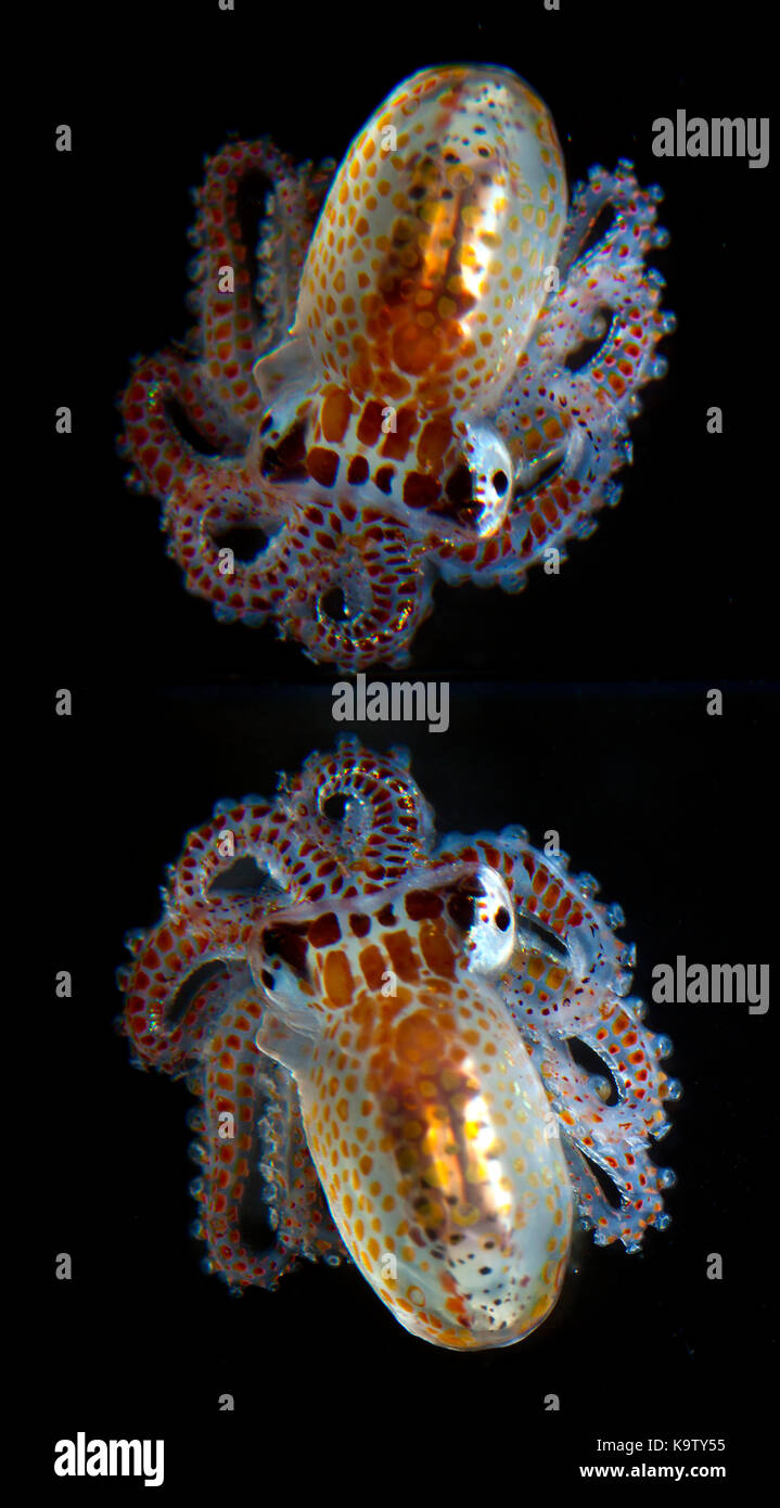 Die Entwicklung von Octopus paralarva häufig findet man auch Festhalten an driften Treibgut. Stockfoto