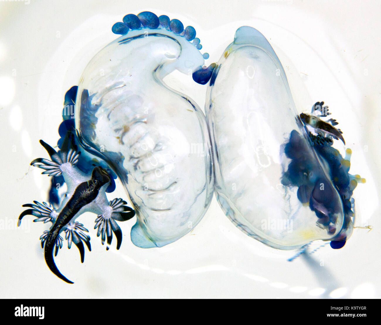 Diese pelagische Nacktschnecken essen Mann-o-Krieg Qualle Stockfoto