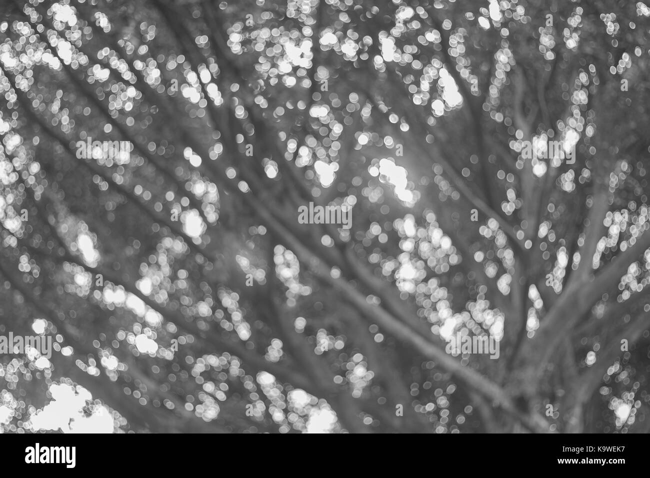 Spring Green wald verschwommen oder defokussiertem Hintergrund (schwarz und weiß) Stockfoto