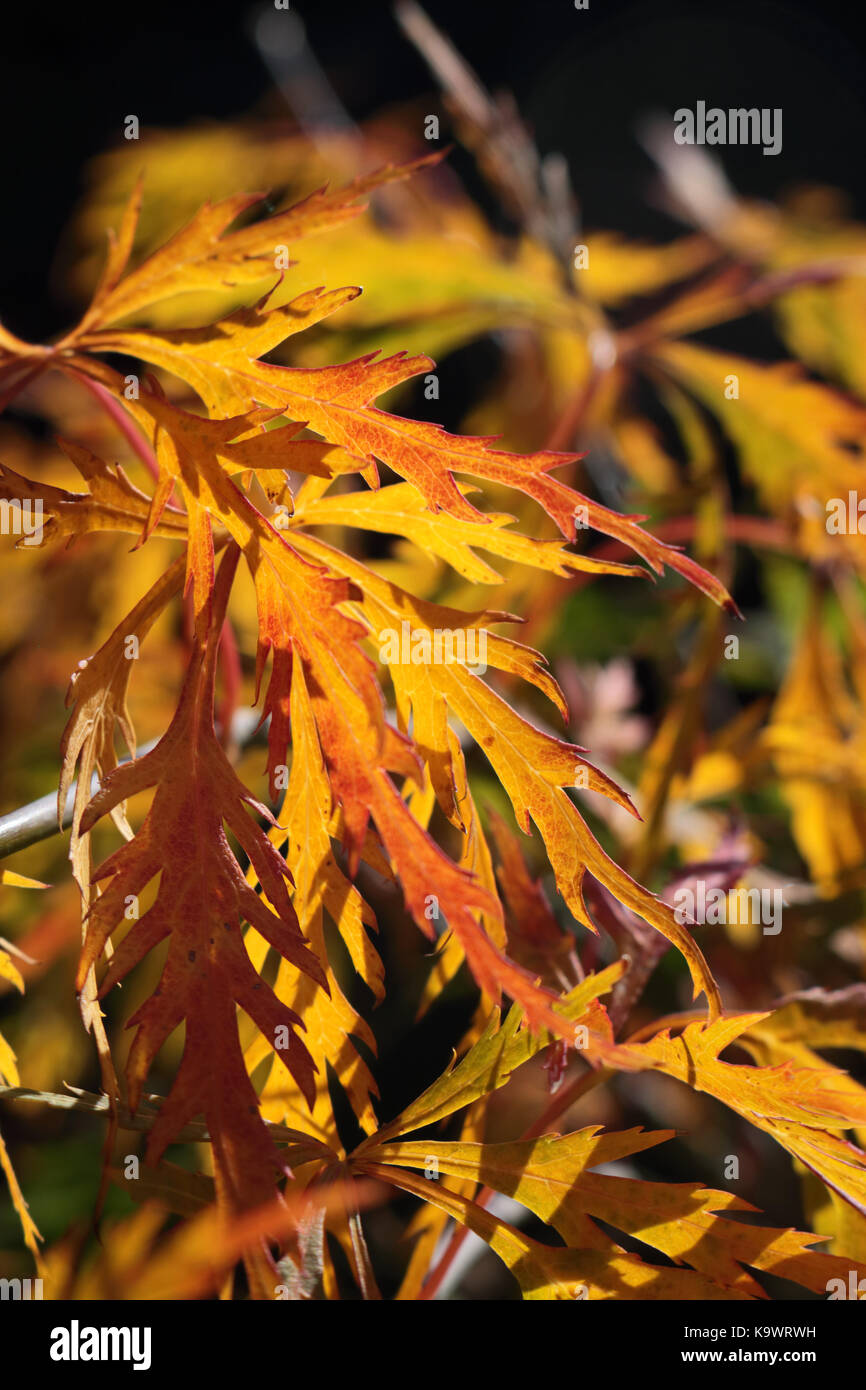 Epsom Surrey UK 24. September 2017. Die ersten Anzeichen von Herbst sind hier wie die Blätter eines Acer palmatum 'Dissectum' biegen Sie golden. Credit: Julia Gavin/Alamy leben Nachrichten Stockfoto