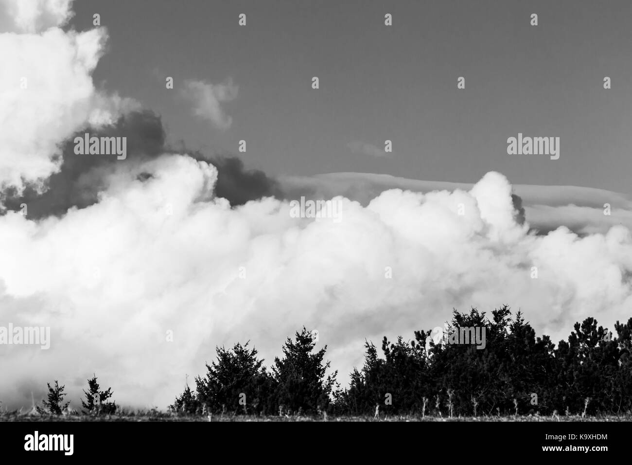 Groß und anscheinend kurz Wolken hinter einigen Bäumen in einem Wald Stockfoto