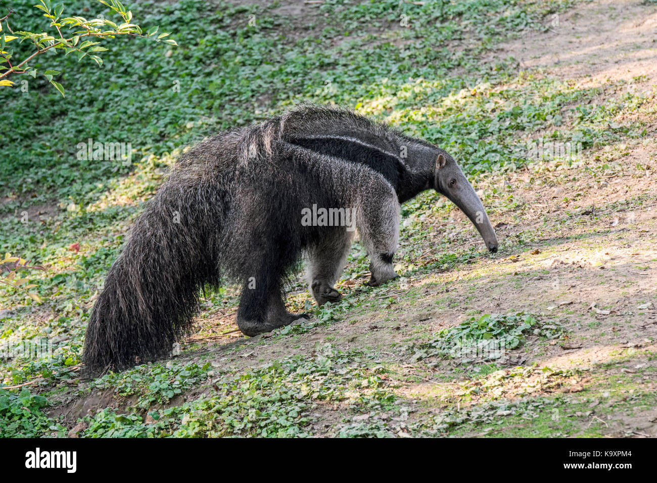 Giant anteater/ant Bär (Myrmecophaga tridactyla) insectivore native nach Mittel- und Südamerika Stockfoto