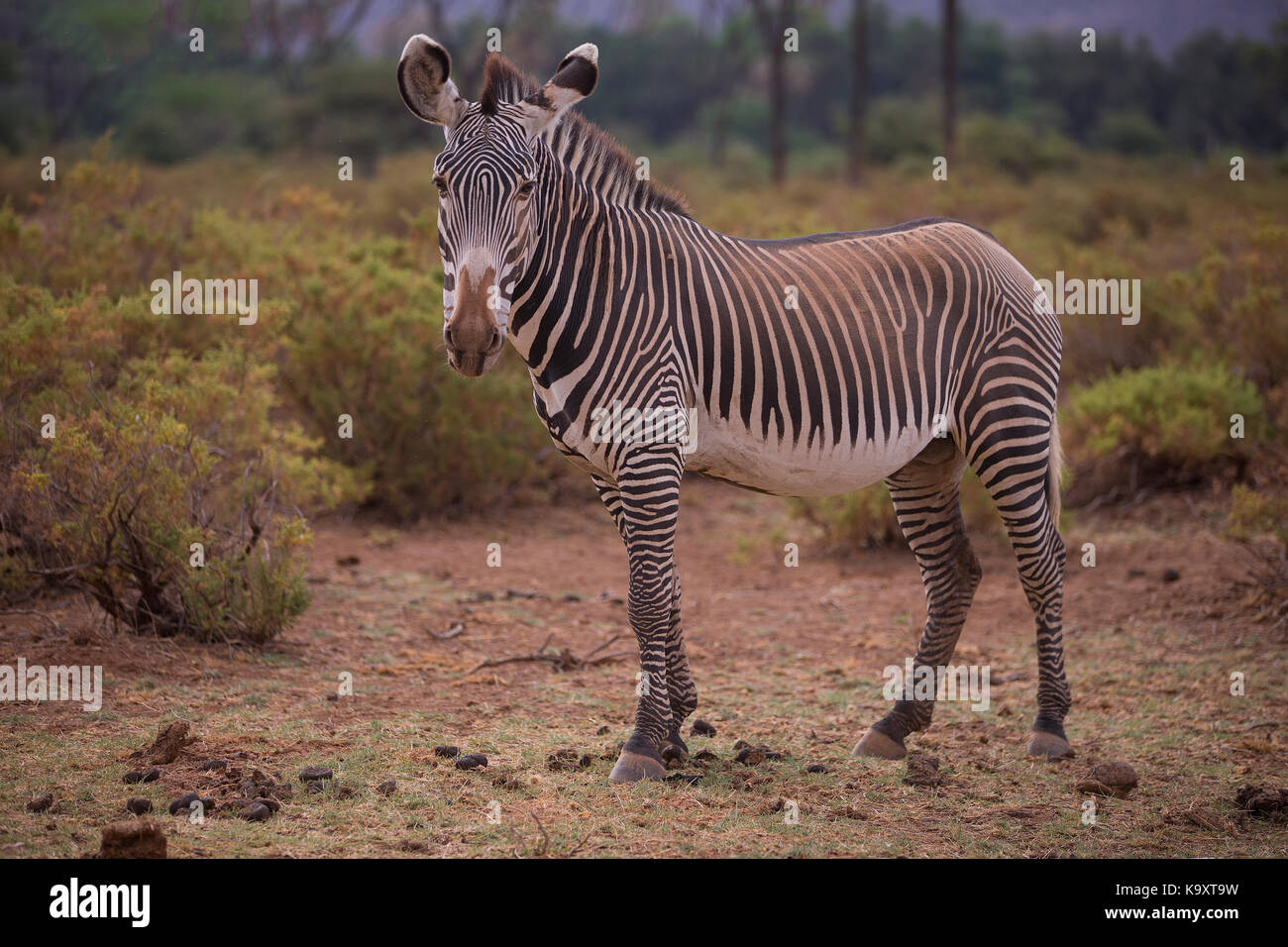 Er Grévy von Zebra (Equus grevyi), auch bekannt als die Imperial zebra im Samburu Stockfoto