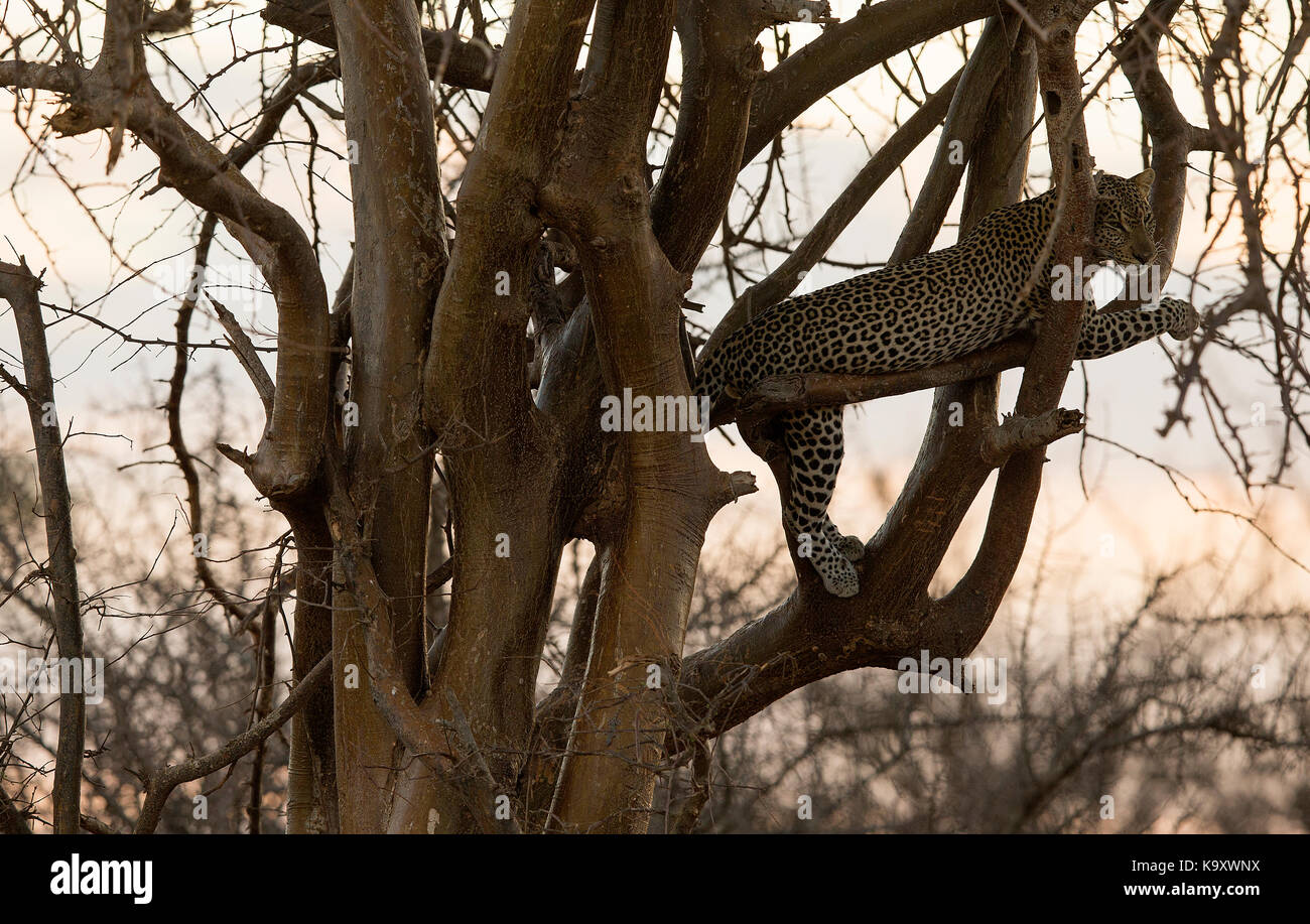 Leopard in Aktion in der Samburu Nationalpark in Kenia Stockfoto