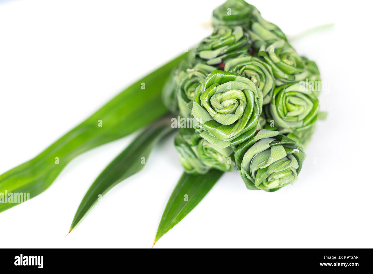 Frische Pandanus Blätter Webart zu Rose Bouquet auf weißem Hintergrund. (Selektive Fokus) Stockfoto