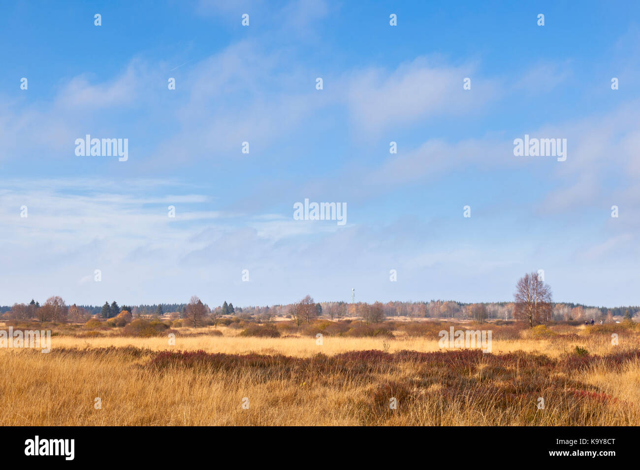 Die Brackvenn im Hohen Venn (Hohes Venn, Hautes Fagnes) in Ostbelgien im Herbst. Stockfoto