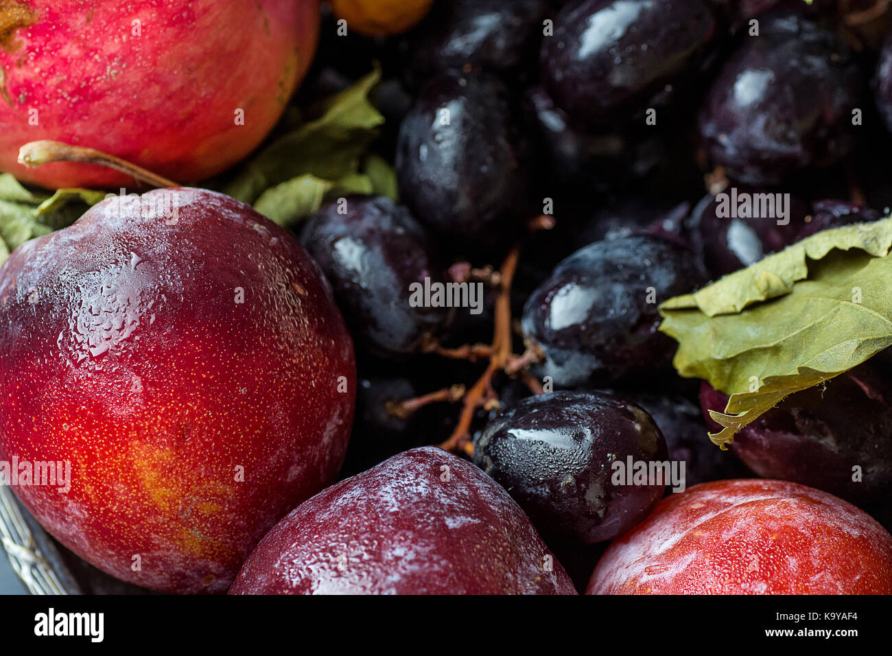 Herbst Herbst Früchte organische Granatäpfel lila Trauben rote Pflaumen trockene Blätter in der Nähe von Harvest Danksagung Poster Vorlage Stockfoto