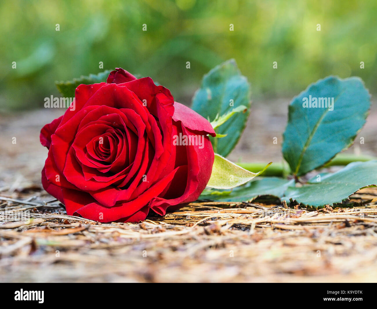 Rote rose Blume Stockfoto