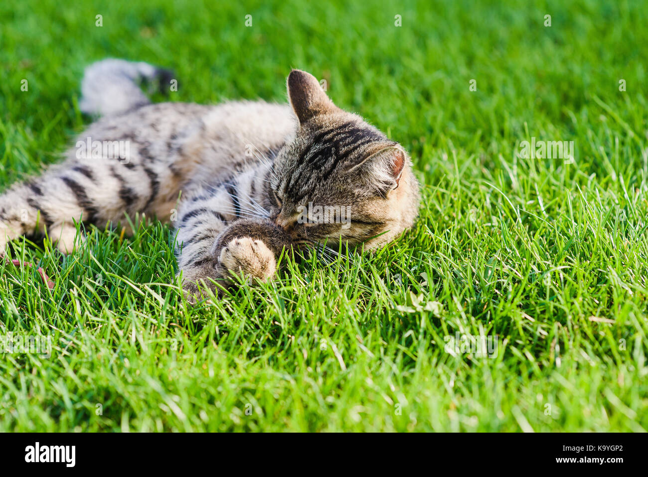 Katze mit einer Maus spielt er gerade gefangen. Graue Katze liegend auf grünem Gras. Stockfoto