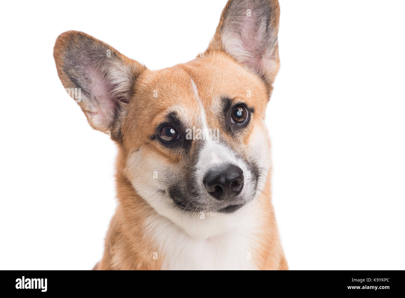 Porträt eines Hundes Welsh Corgi Pembroke im Studio vor einem weißen Hintergrund Stockfoto