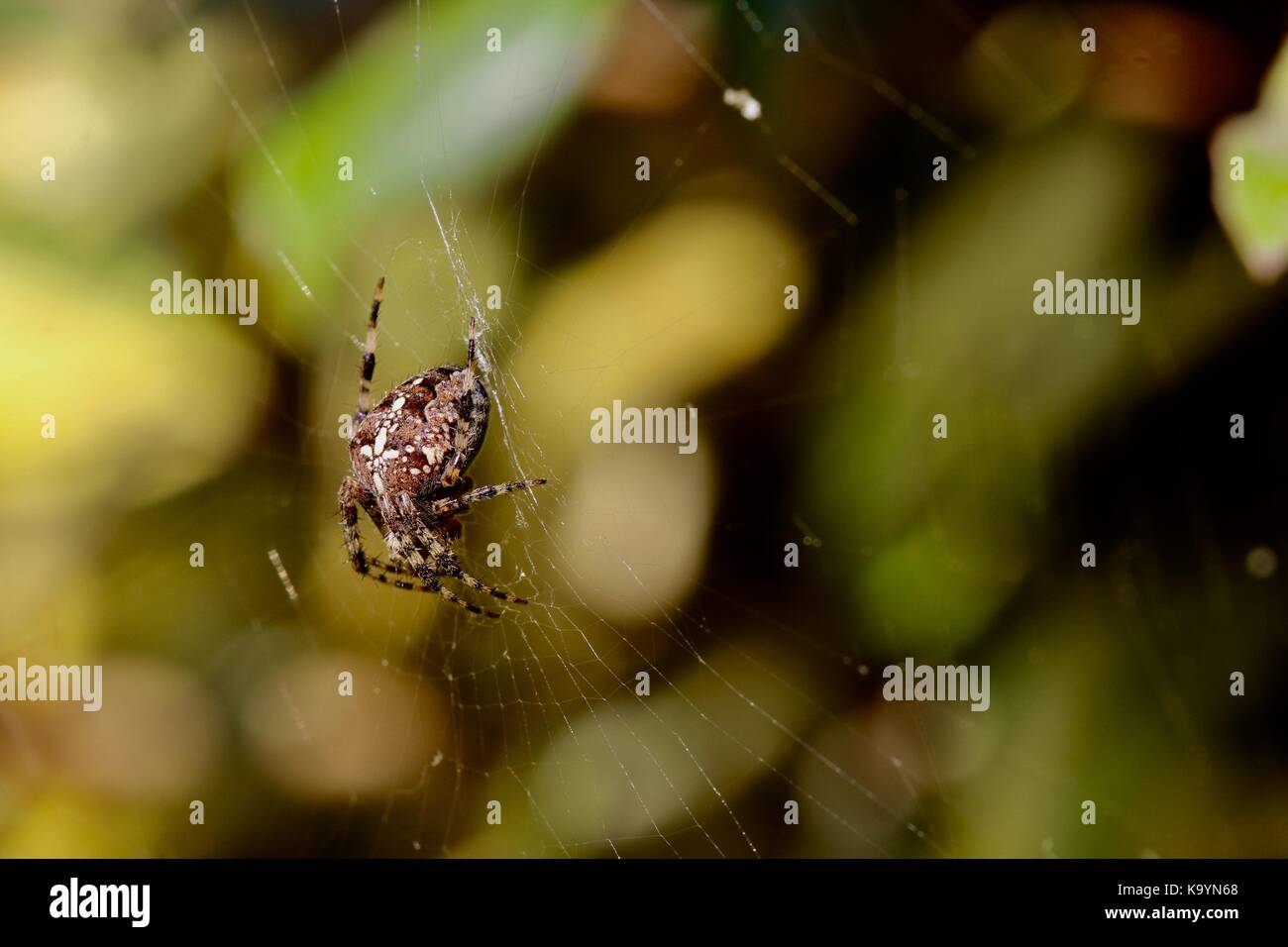 Orb weaver Spinne im Garten Suffolk, Großbritannien. Stockfoto
